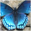Avatar du membre